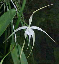 Brassavola cucullata