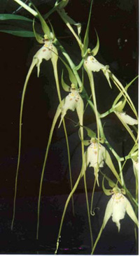 Brassia caudata