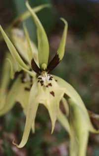 Brassia lanceana