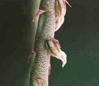 Bulbophyllum pachyrhachis (Flower)