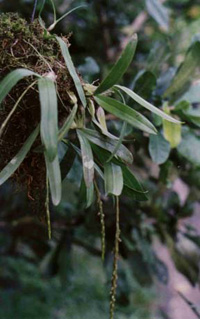 Bulbophyllum pachyrhacis (Plant)
