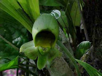 Catasetum macrocarpum (Female Flower)