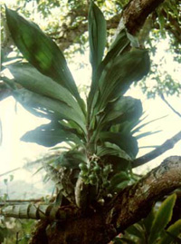 Catasetum macrocarpum