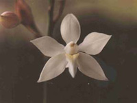 Caularthron bilamellatum