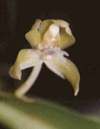 Cochleanthes trinitatis (Flower)