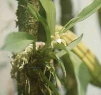 Cochleanthes  trinitatis