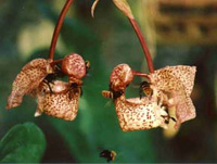 Coryanthes macrantha with Pollinators