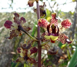 Cyrtopodium parviflorum