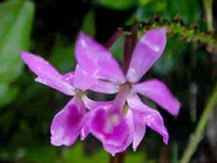 Epidendrum  imatophyllum