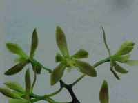 Epidendrum bradfordii