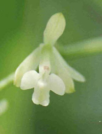 Epidendrum hartii