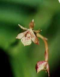 Epidendrum hombersleyi