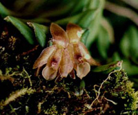 Epidendrum schlechterianum