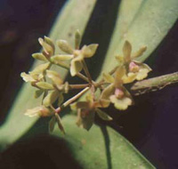 Epidendrum anceps