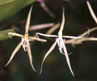 Epidendrum ciliare