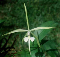 Epidendrum nocturnum