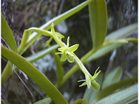 Epidendrum rigidum