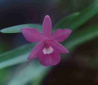 Epidendrum stenopetalum