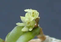 Epidendrum strobiliferum