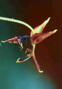 Gongora atropurpurea