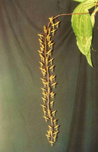 Gongora maculata (Spray)