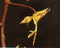 Gongora maculata