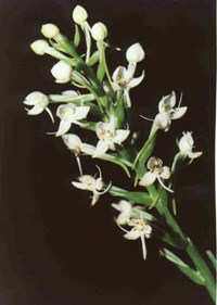 Habenaria monorrhiza