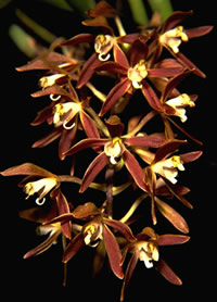 Macradenia lutescens