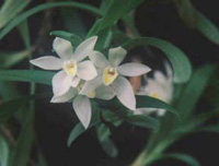 Maxillaria camaridii