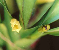 Maxillaria Crassifolia