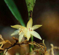 Octomeria grandiflora