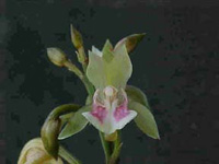 Oeceoclades maculata