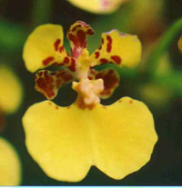 Oncidium ampliatum