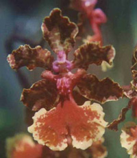 Oncidium haematochilum