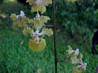 Oncidium luridum