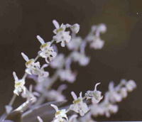 Ornithocephalus gladiatus