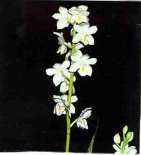 Otostylis brachystalix