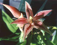 Paphinia cristata