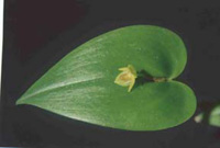 Pleurothallis archidiaconi