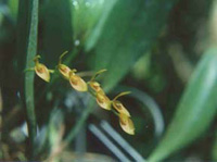 Pleurothallis ciliata