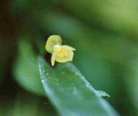 Pleurothallis discoidea