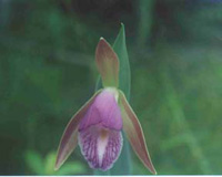 Pogonia rosea