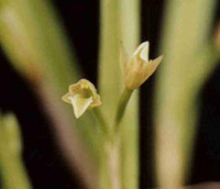 Scaphyglottis fusiformis