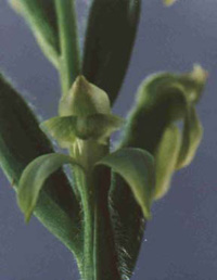 Spiranthes acaulis