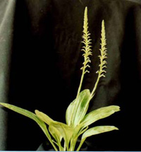 Spiranthes costaricensis