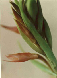 Spiranthes lanceolata