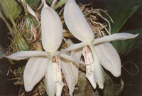 Stanhopea grandiflora