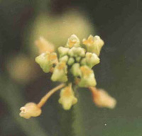 Trizeuxis falcata