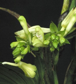 Palmorchis pubescens