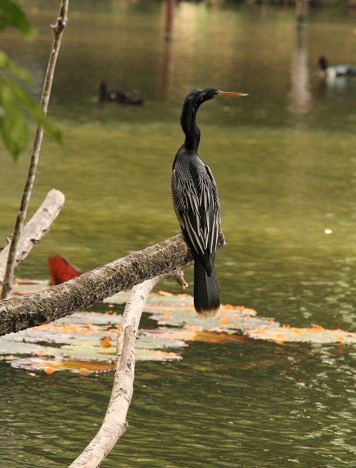 Anhinga